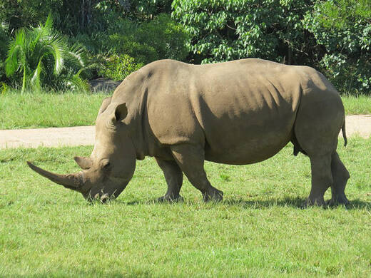 1342-rinoceronte.jpg