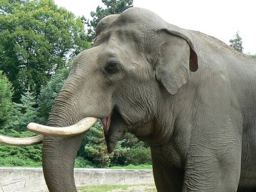 1336-elefante.jpg
